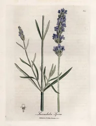 Lavanda apic