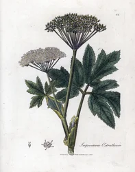 Benzoin or Imperatory - Imperatoria comune, Imperatoria ostruthium