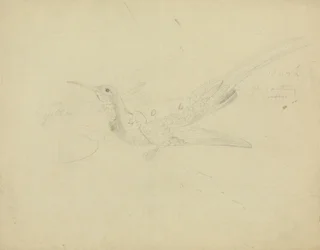 Uccello del paradiso