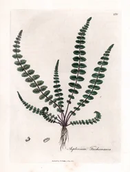 Asplenium trichomanes. Incisione a mano colorata su rame da un