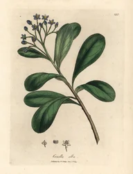 Canella a fiori blu Canella alba, Canella winterana