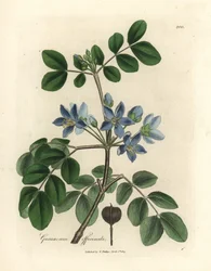 Guaiacum officinale a fiore blu