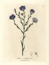 Lino dai fiori blu, Linum usitatissimum