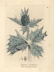 Eryngium maritimum a fiori blu, Eryngium maritinum
