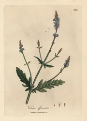 Verbena officinalis a fiori blu