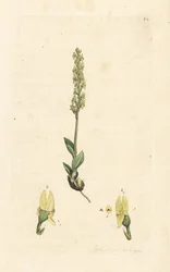 Orchidea di palude, Hammarbya paludosa (Malaxis paludosa). Incisione a mano colorata su rame da un