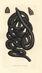 Verme a stivale, Lineus longissimus. Incisione a mano colorata da James Sowerby da The British Miscellany, o figure colorate di soggetti animali nuovi, rari o poco conosciuti.