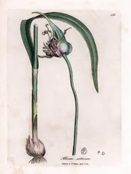Tavola botanica: Coltivazione dell