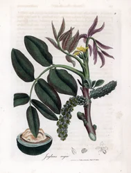Tavola botanica: foglie, piante e frutti di noce