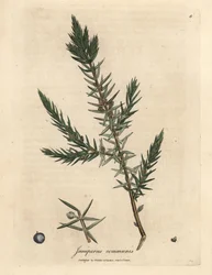 Ramo e bacche del ginepro comune Juniperus communis