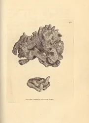 Spugna di pane, Halichondria panicea