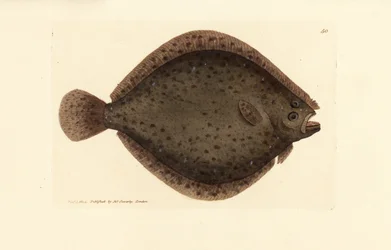 Rombo liscio, Scophthalmus rhombus