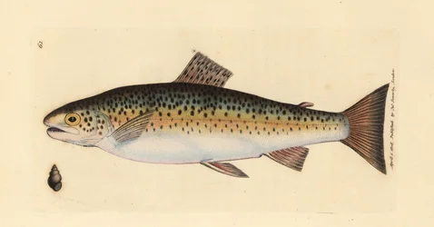 Trota fario, Salmo trutta fario (Trota gillaroo, Salmo fario)