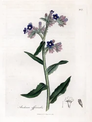 Bugloss officinale, Anchusa officinalis