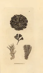 Bugulina avicularia