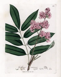 Andira inermis. Incisione a mano colorata su rame da un