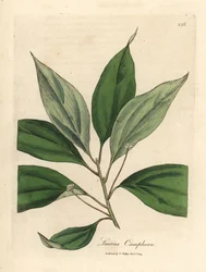 Albero di canfora, Laurus camphora