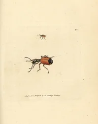 Coleottero Carabus rotundicollis