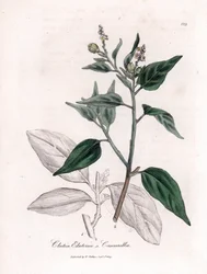 Cascarille officinale o legno di quinquina falso - Cascarilla, Croton (Clutia) eluteria