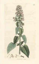 Nepeta cataria (cataire). Incisione a mano colorata su rame da un