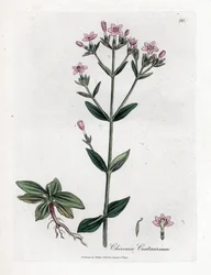 Centauro, Chironia centaurium