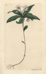 Trientale europea, Lysimachia europaea