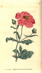 Cisto - Cisto incano. Incisione a mano colorata su rame e illustrazione botanica di James Sowerby dal Botanical Magazine di William Curtis, Lambeth Marsh, Londra