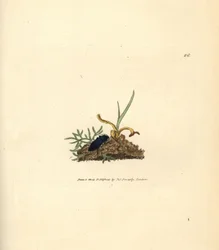 Coleottero clic, Selatosomus aeneus