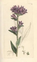 Campanula glomerata