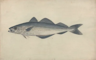 Pesce carbone