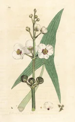 Freccia comune, Sagittaria sagittifolia. Incisione a mano colorata su rame da un