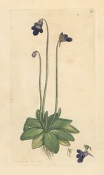 Pinguicola comune, Pinguicula vulgaris. Incisione a mano colorata da un