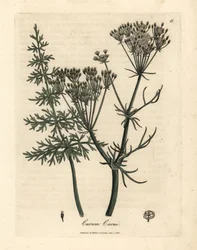 Cumino comune, Carum carui