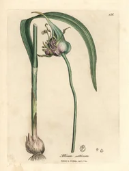 Aglio comune coltivato, Allium sativum
