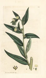 Gromwell comune, Lithospermum officinale. Incisione a mano colorata su rame da un