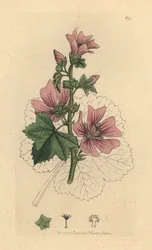Malva comune, Malva sylvestris
