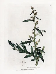Artemisia comune, Artemisia vulgaris. Incisione a mano colorata da un