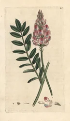 Sulla comune, Onobrychis viciifolia