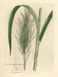 Canna da zucchero comune, Saccharum officinarum