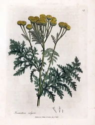 Tanaceto comune - Tanacetum vulgare. Incisione a mano colorata su rame da un