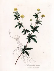 Tormentilla comune, Potentilla erecta. Incisione a mano colorata su rame da un