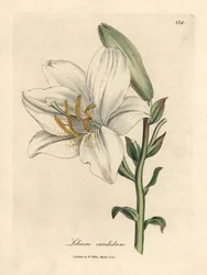 Giglio bianco comune, Lilium candidum