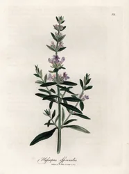 Issopo compendiale. Incisione a mano colorata su rame da un disegno di James Sowerby (1757-1822), in Botanique Medicinale
