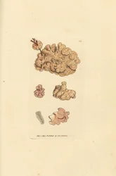 Specie di corallina, Corallina auriculariaeformis
