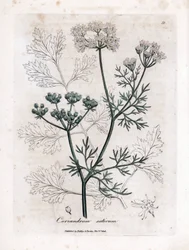 Coriandolo, Coriandrum sativum