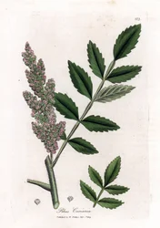 Sommacco dei conciatori, Rhus coriaria. Incisione a mano colorata da un