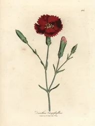 Garofano rosso, Dianthus caryophyllus