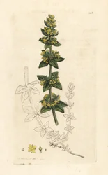 Cruciata laevipes (Galium cruciatum). Incisione a mano colorata su rame da un