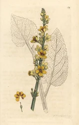 Verbasco scuro, Verbascum nigrum (verbasco nero). Incisione su rame acquerellata a mano da un