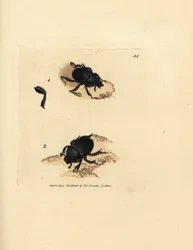 Scarabeo stercorario, Geotrupes puncticollis